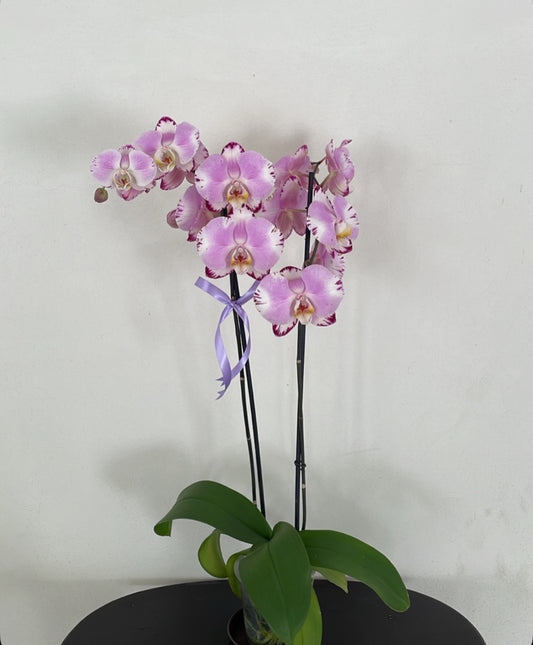 Polilla Viajera 🌸🌿